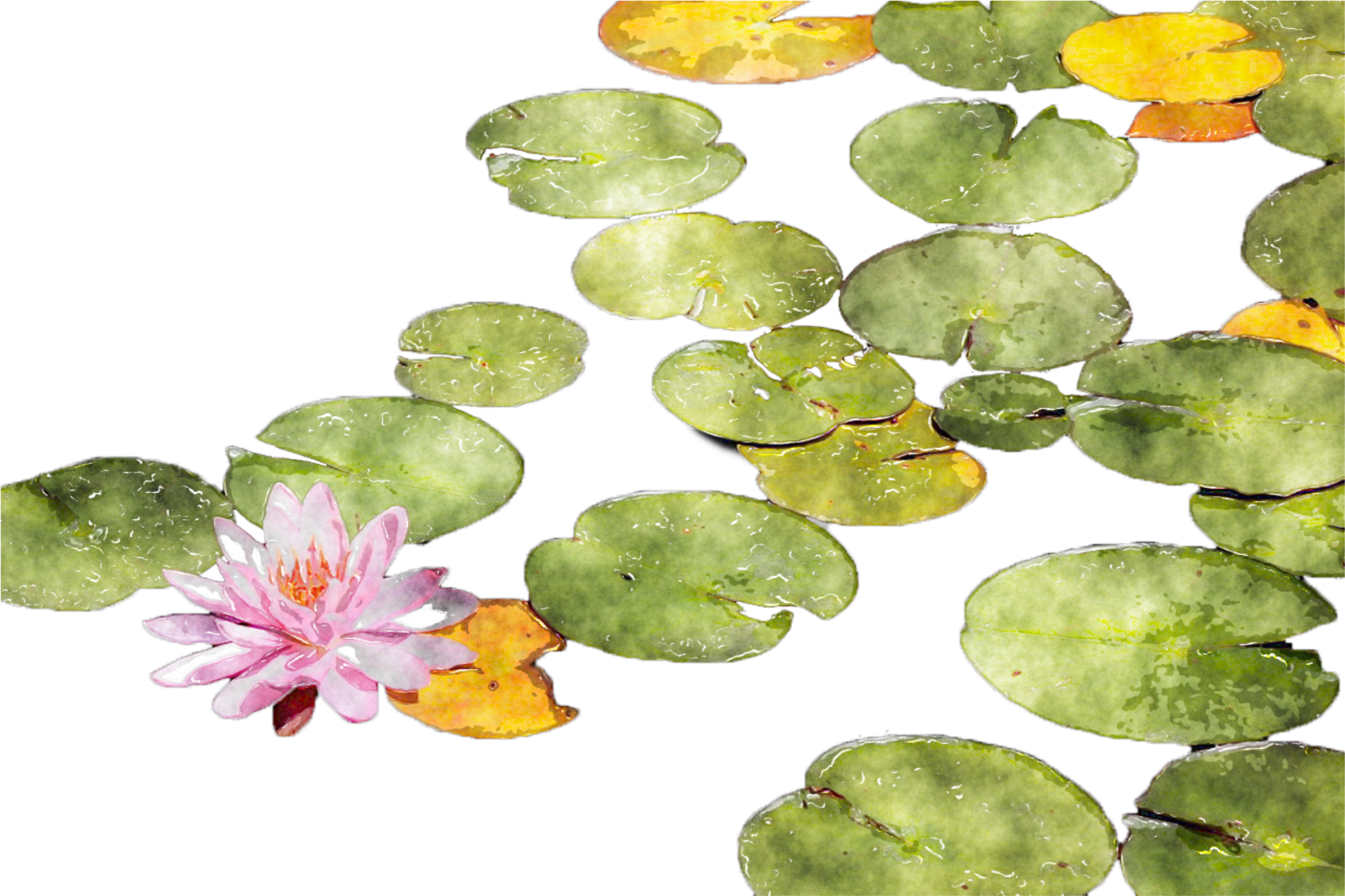 Lily Pads And A Flower On A Black Surface