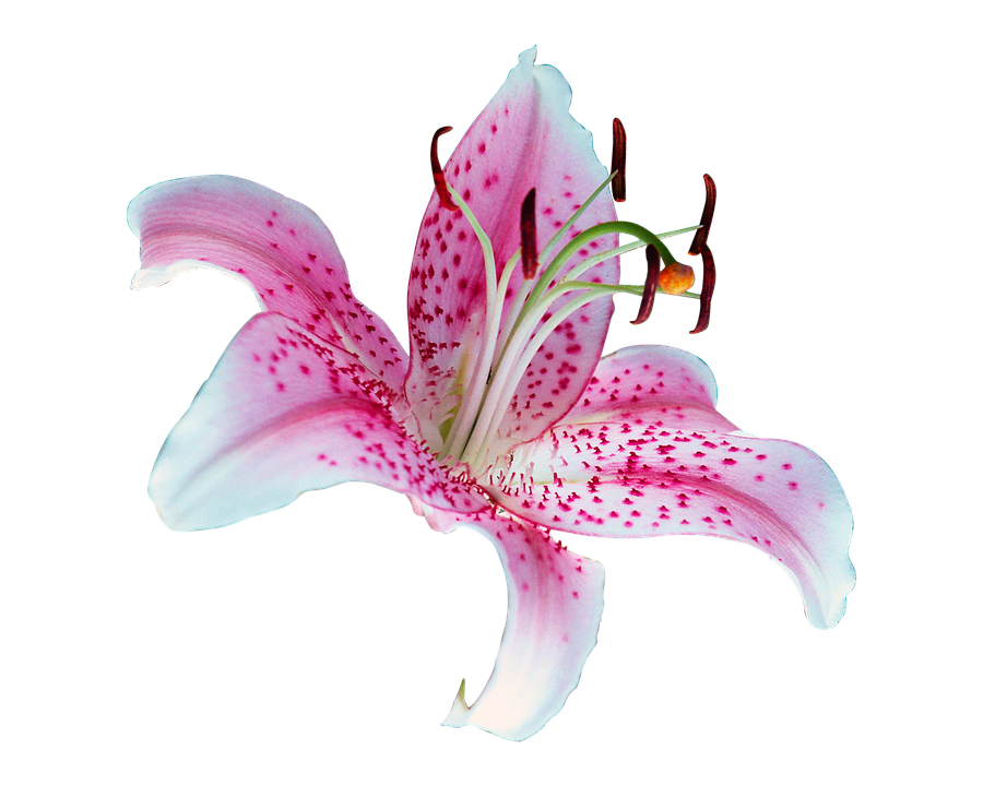 A Pink And White Flower With Black Background