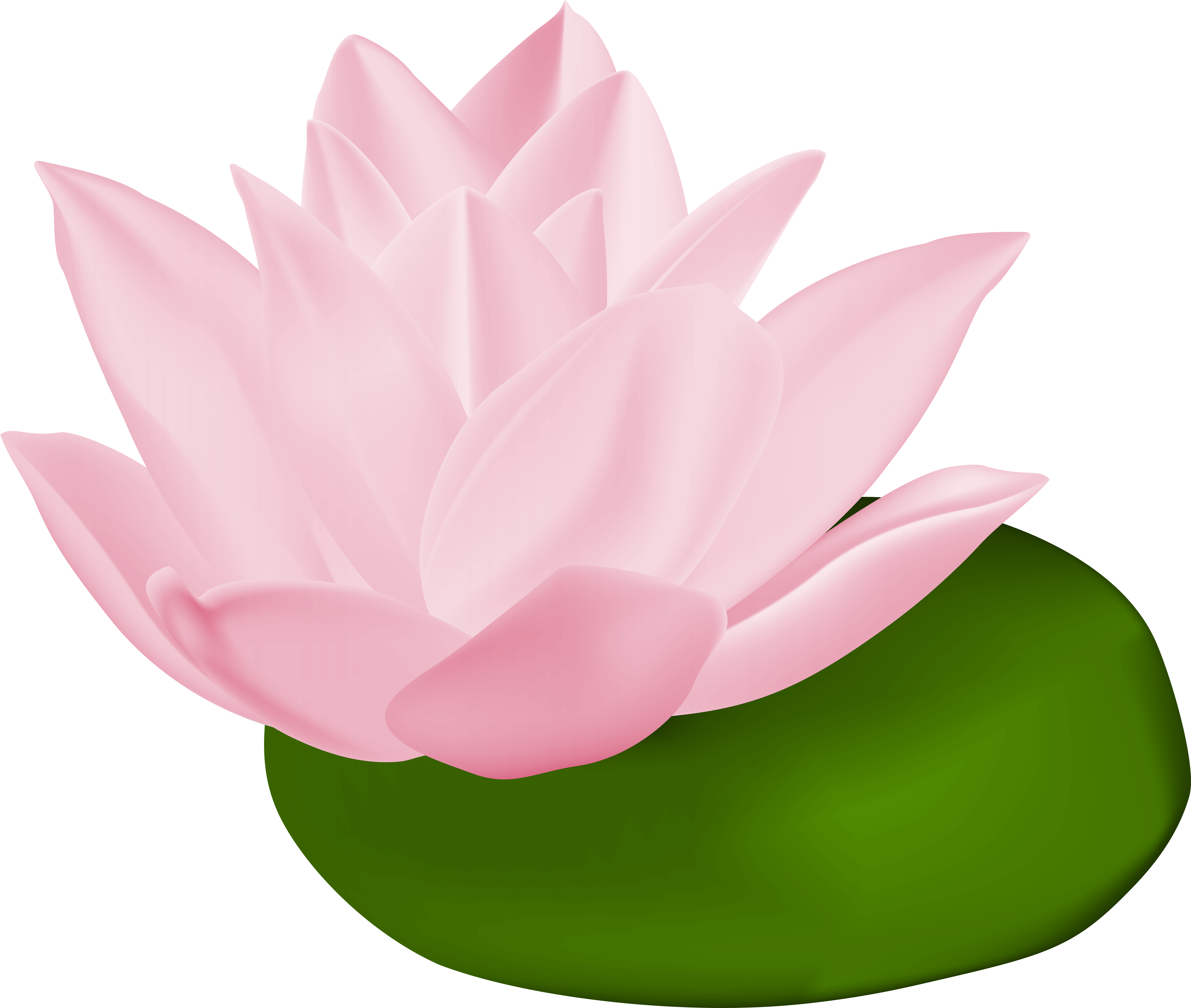 A Pink Flower On A Green Surface