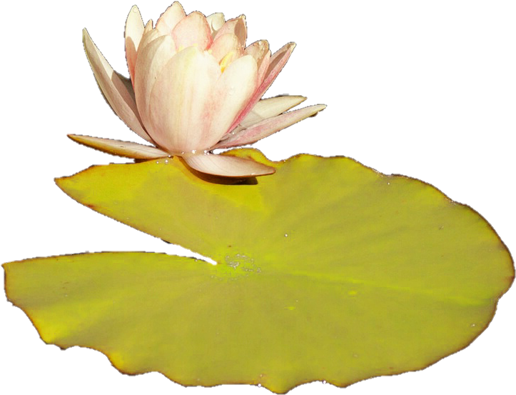 A Lily Pad And Flower