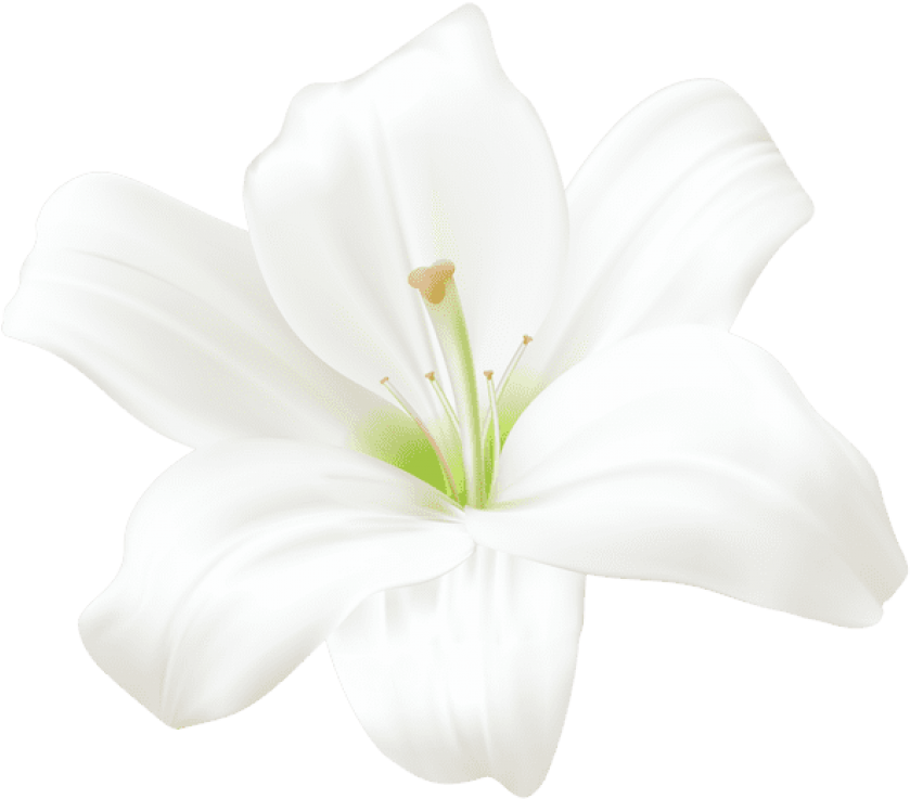A White Flower With Green Center