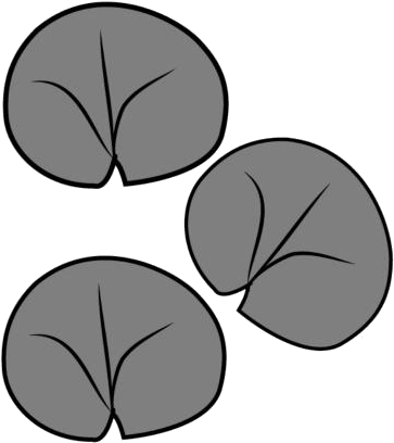 A Group Of Circular Objects