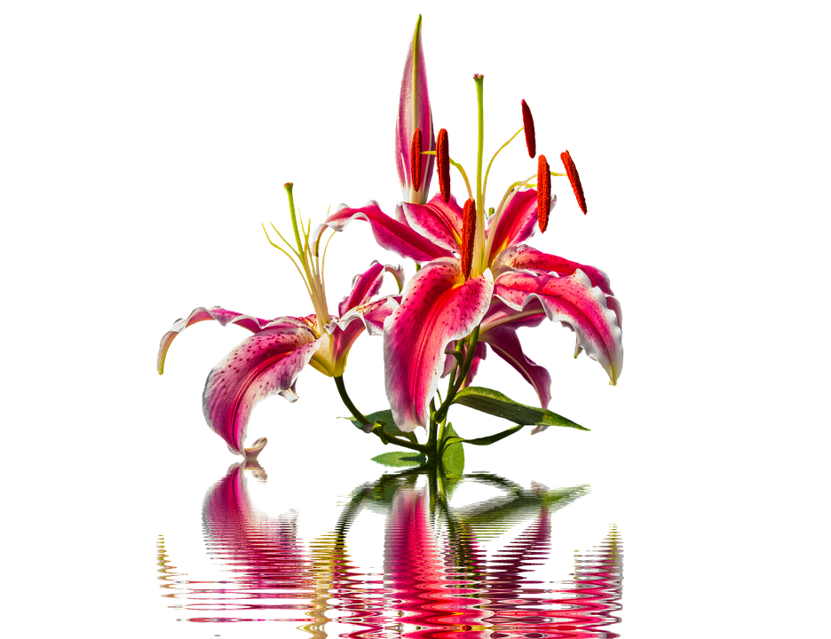 Lily Png 936 X 720