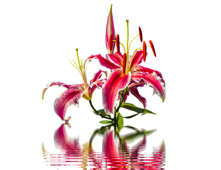 A Pink Lily With Green Stems And Red Petals
