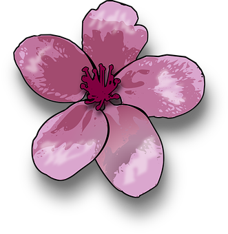 A Pink Flower With A Black Background