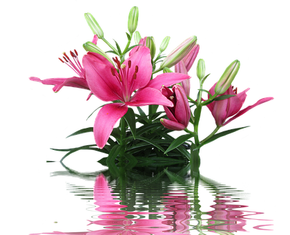 A Pink Lily With Green Leaves And Buds