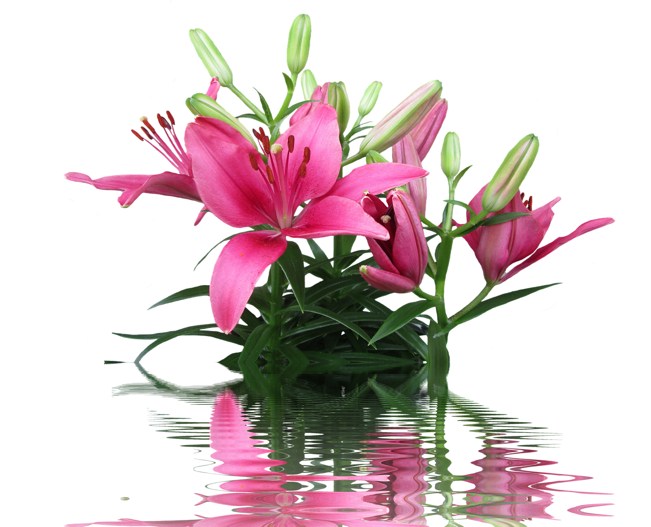 A Pink Lily Flowers And Buds In Water