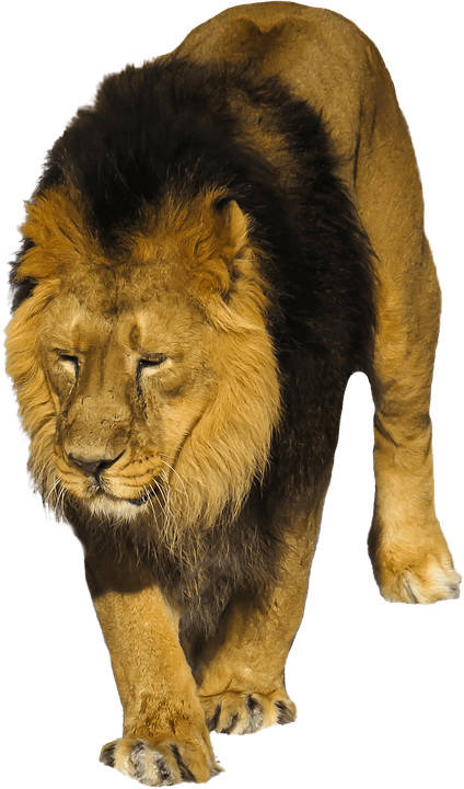 Lion Png 424 X 720