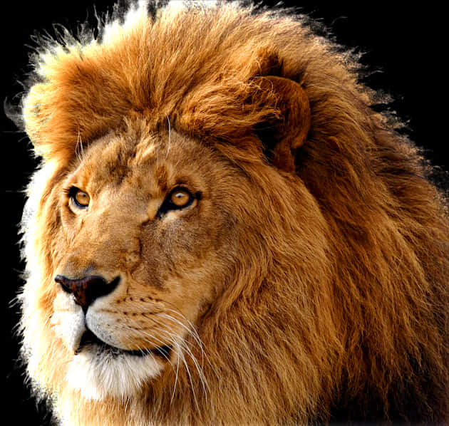 Attentive Lion