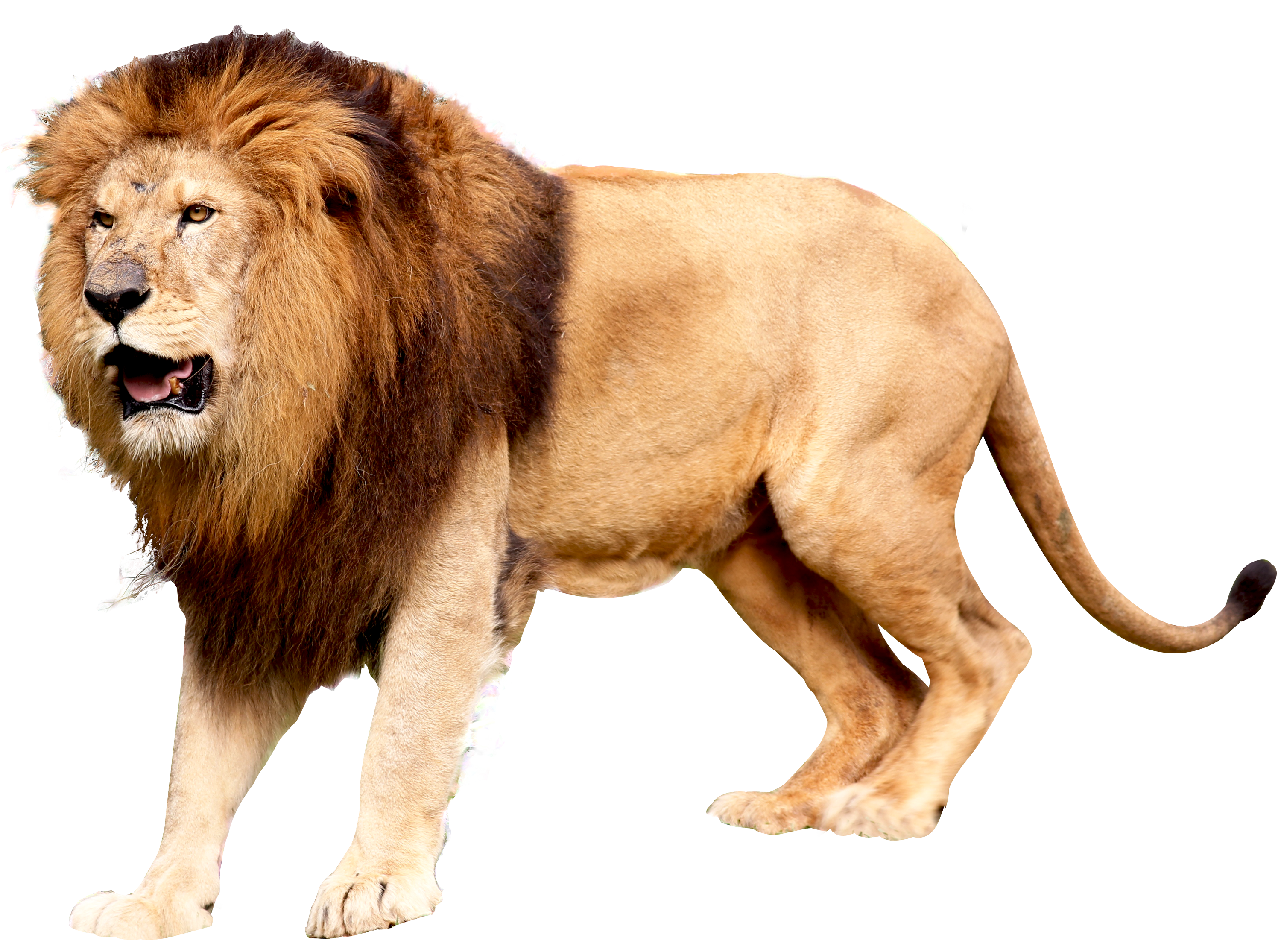 Lion Png 3000 X 2229