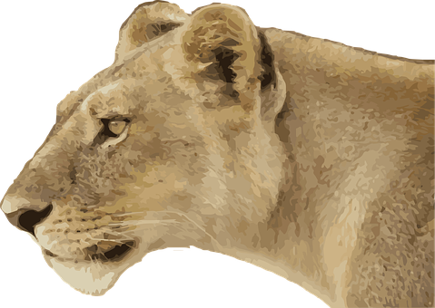 A Close Up Of A Lion