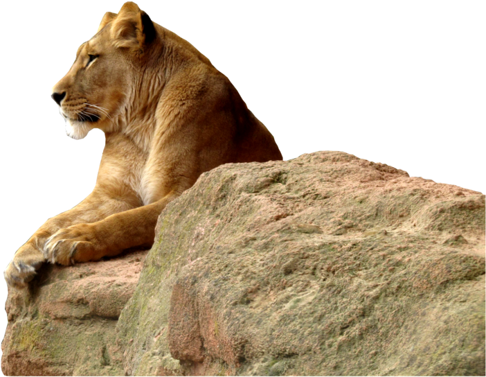 A Lion Lying On A Rock