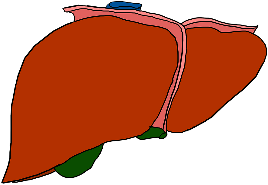 A Cartoon Of A Liver