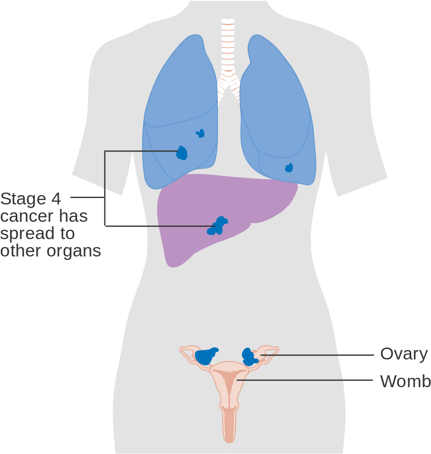 A Diagram Of The Internal Organs Of A Woman