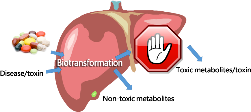 A Human Liver With A Stop Sign And A Hand