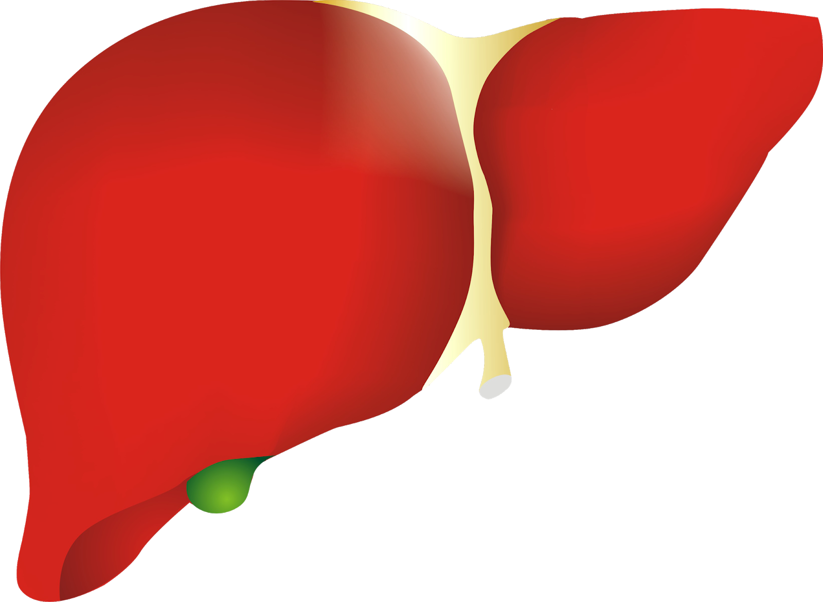 A Human Liver With A Green Center