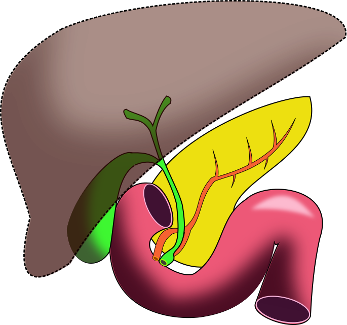A Drawing Of A Human Stomach