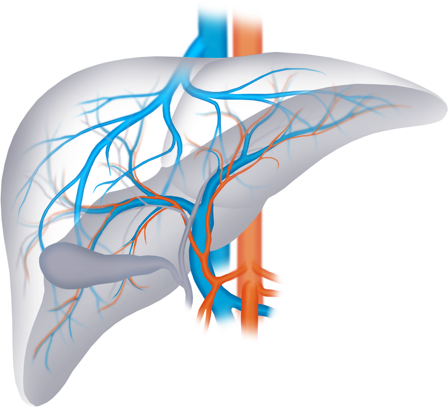 A Diagram Of A Liver