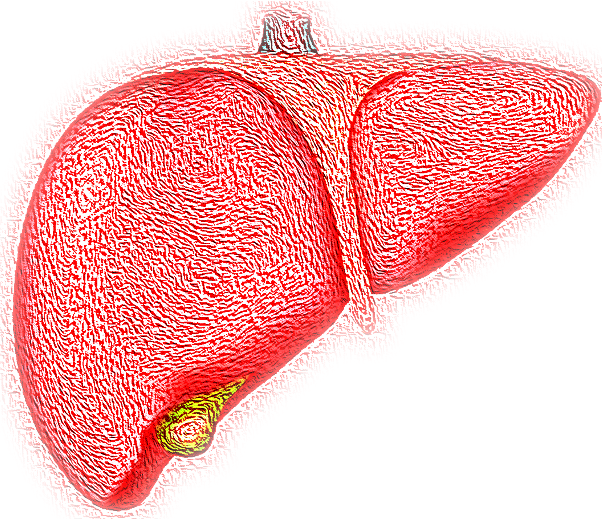A Close Up Of A Liver