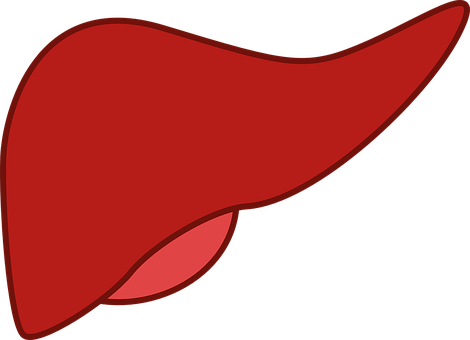 A Red Cartoon Of A Human Liver