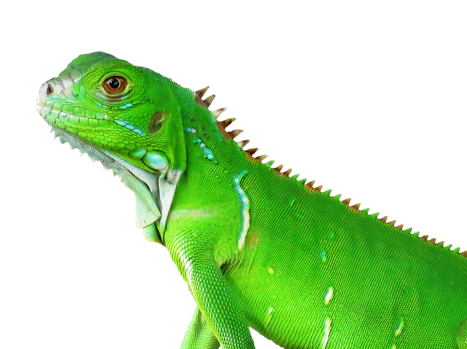 A Green Lizard With A Black Background