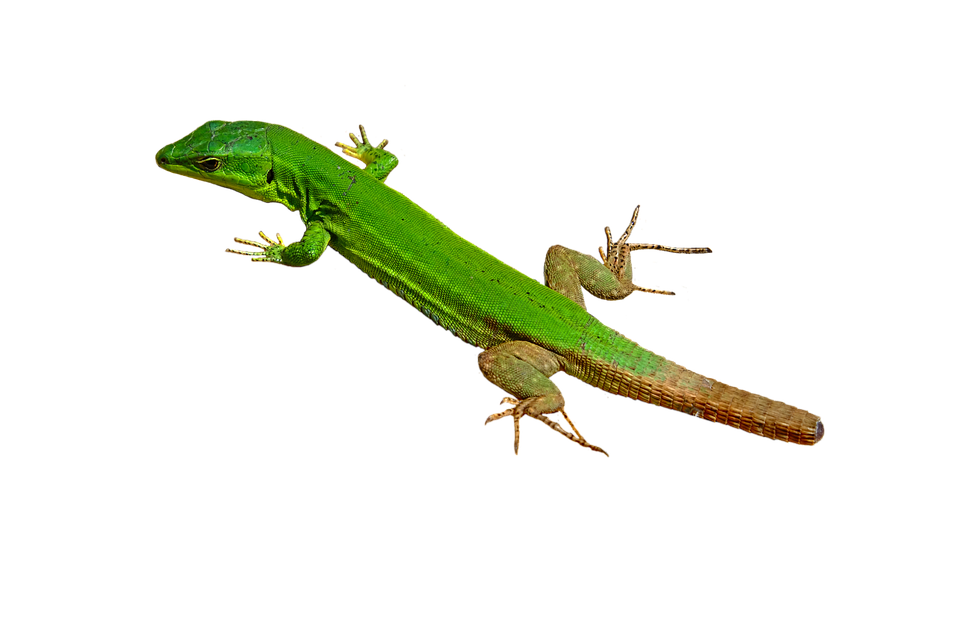 A Green Lizard With Long Tail