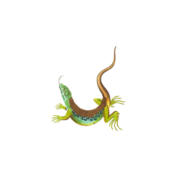 A Green And Yellow Lizard With A Long Tail