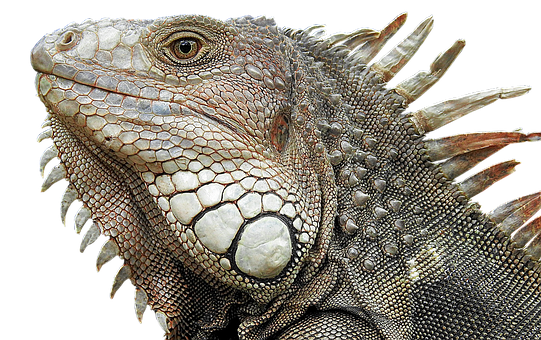 A Close Up Of A Lizard