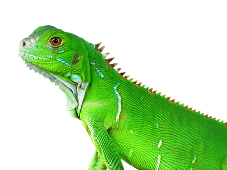 A Green Lizard With A Black Background
