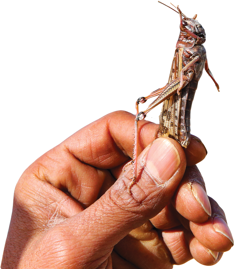Locust Attack In Oman, Hd Png Download