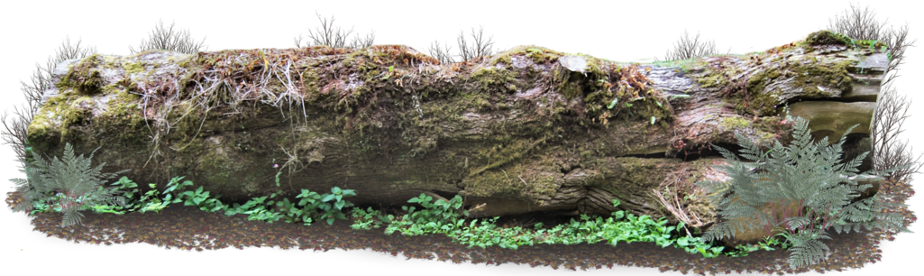 A Log With Moss And Plants