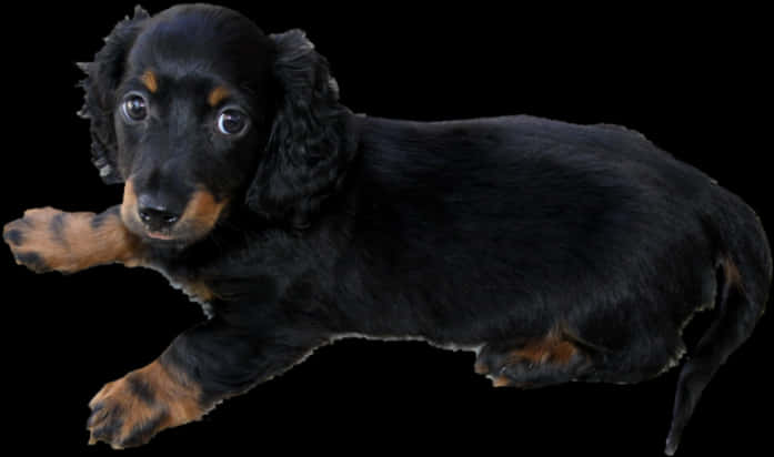 Long Haired Dachshund Puppy P - Weiner Dogs Long Hair, Hd Png Download