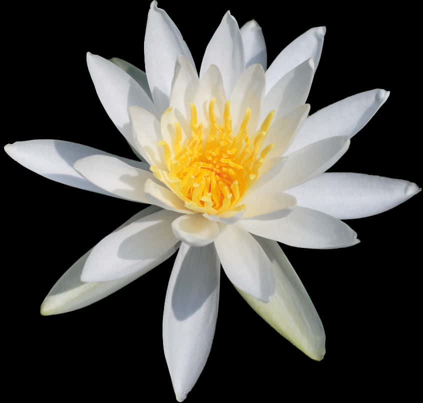 A White Flower With Yellow Center