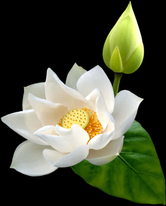 A White Flower With A Yellow Center And Green Leaves