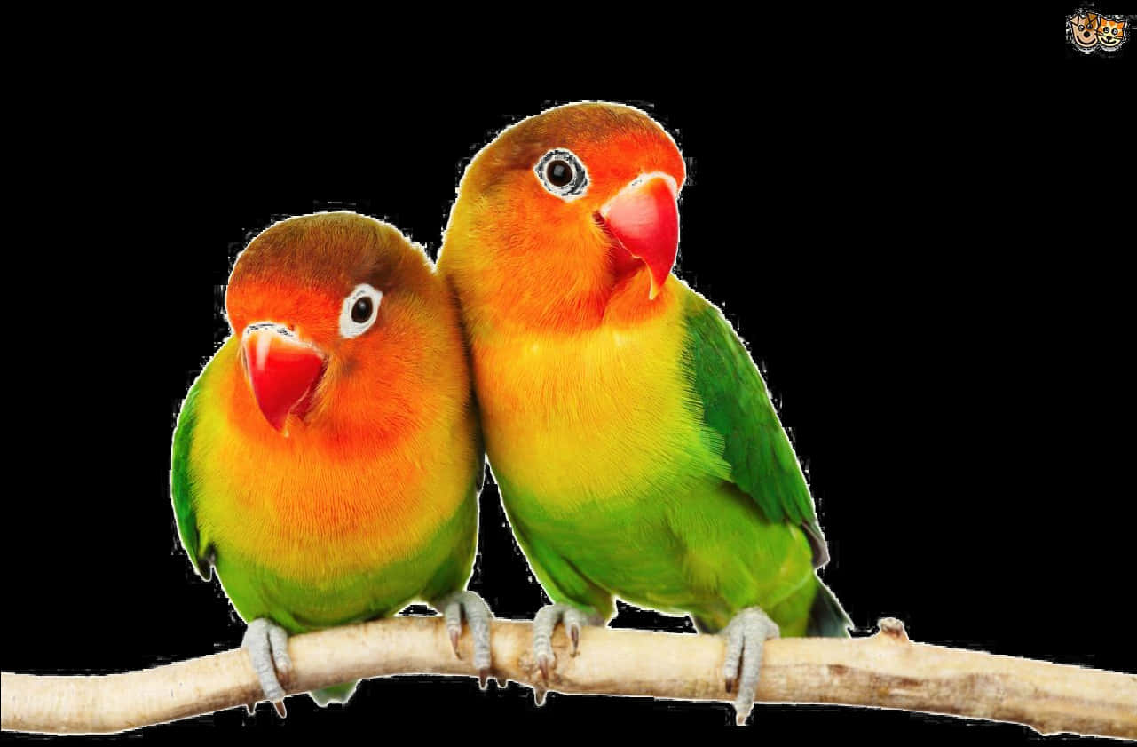 Love Birds Png Pic - Love Birds Images Png, Transparent Png