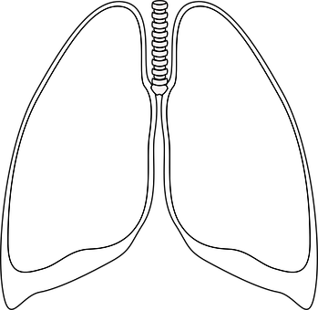 A White Outline Of A Lungs
