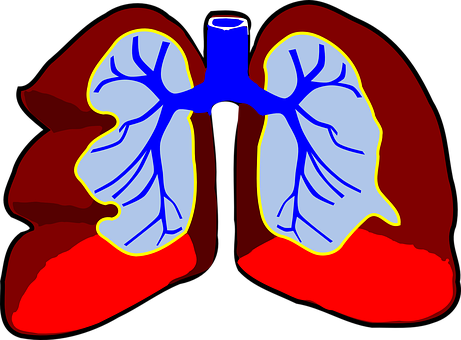 A Diagram Of A Lungs