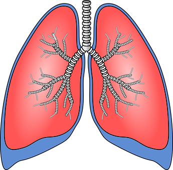 A Diagram Of A Lungs