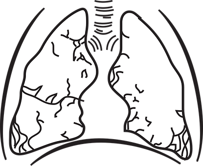 A White And Black Drawing Of Human Lungs
