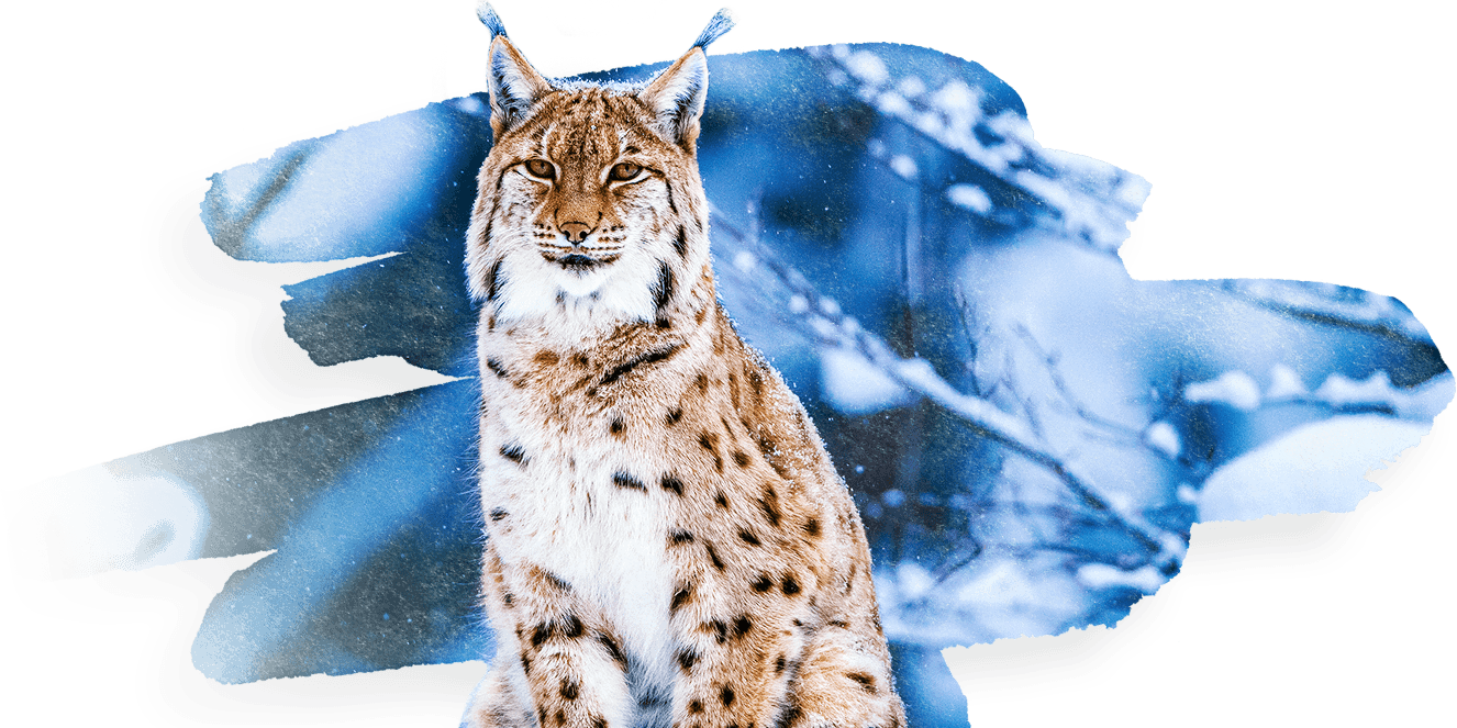 A Lynx Sitting In The Snow