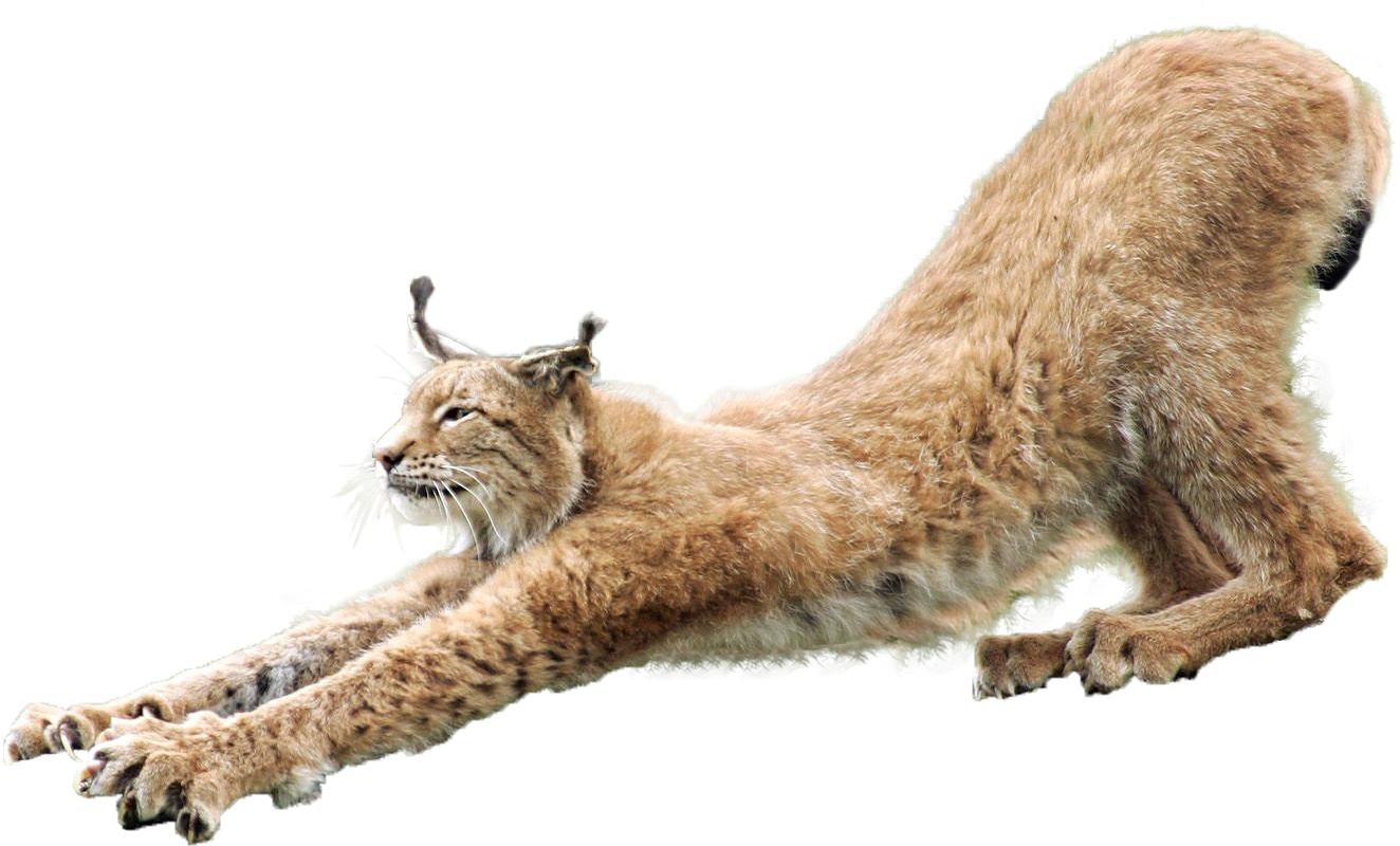 A Bobcat Stretching In The Air
