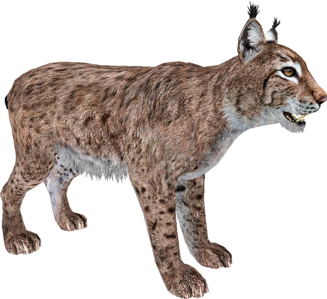 Lynx Png 659 X 604