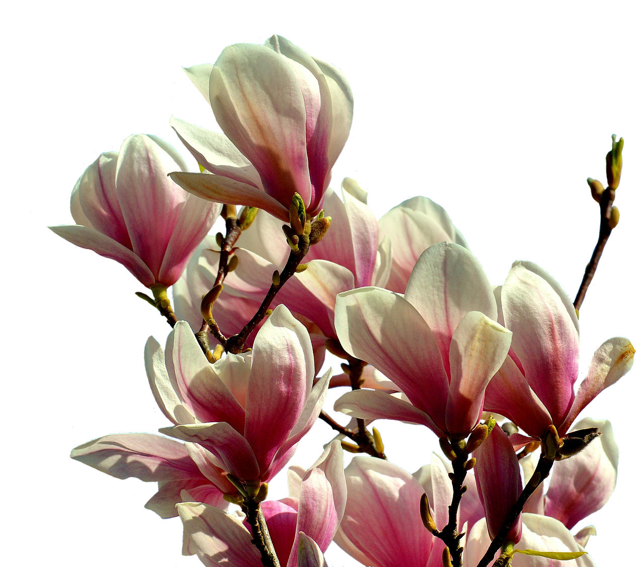 A Group Of Pink And White Flowers