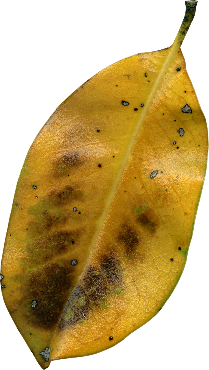A Close Up Of A Yellow Leaf