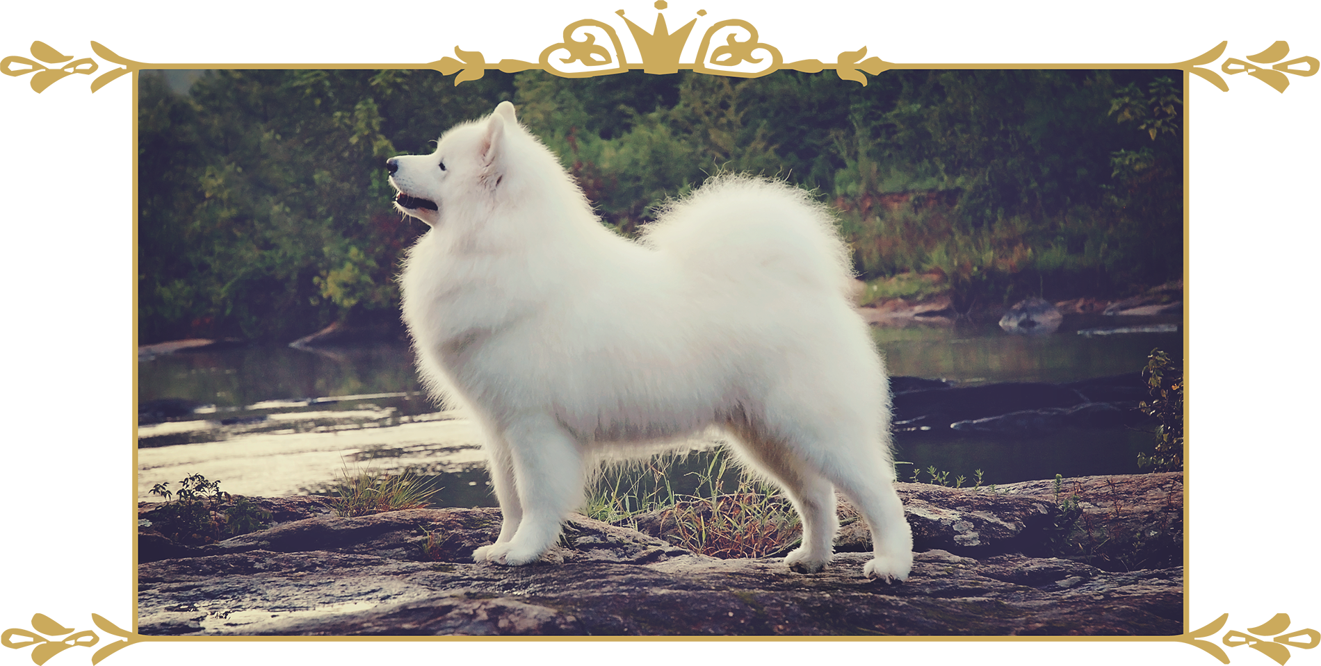A White Dog Standing On A Rock