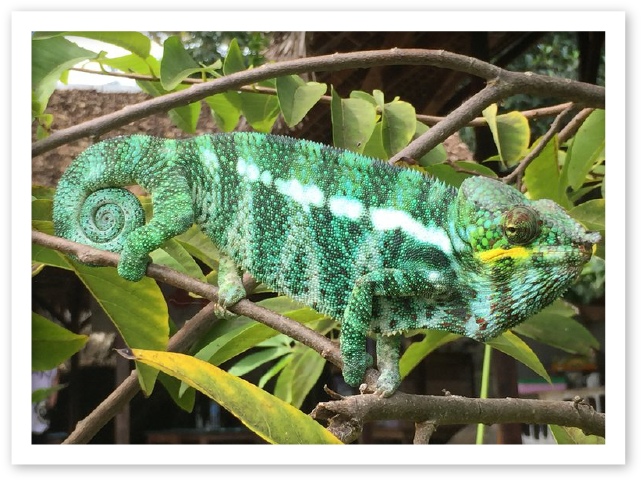 A Green Chameleon On A Branch