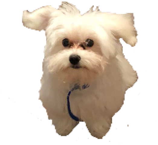 Maltese Doggy Puppy - Maltese, Hd Png Download