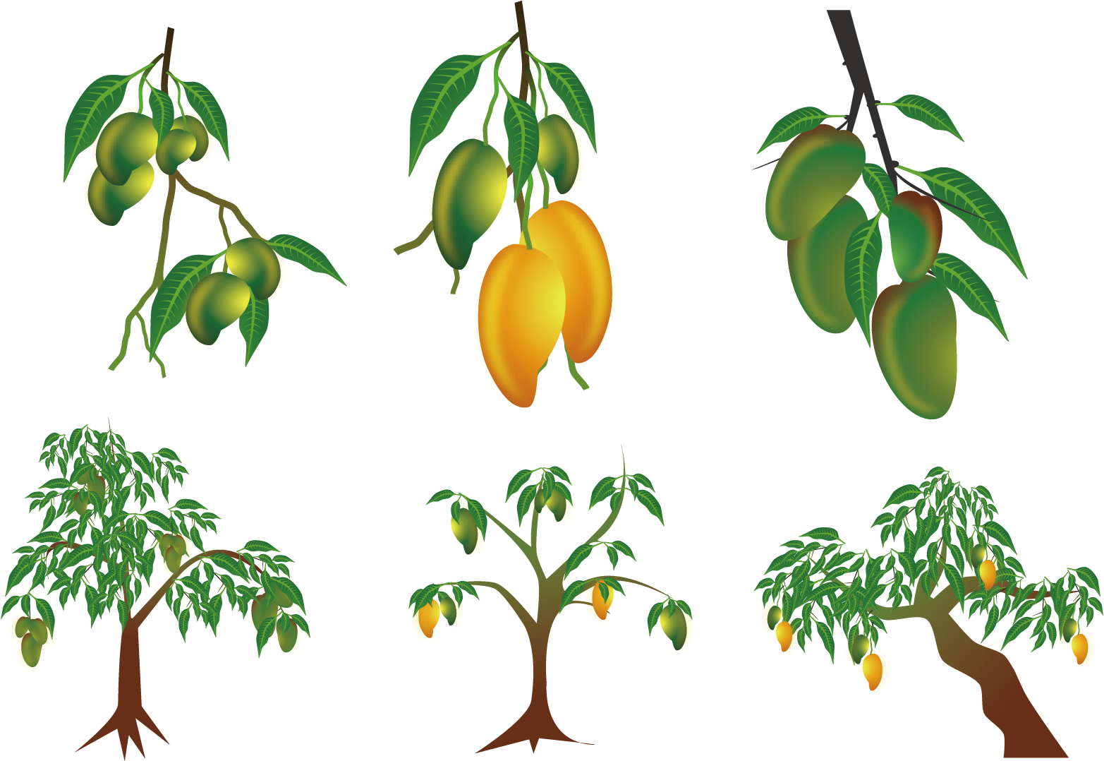 A Group Of Mangoes On A Tree