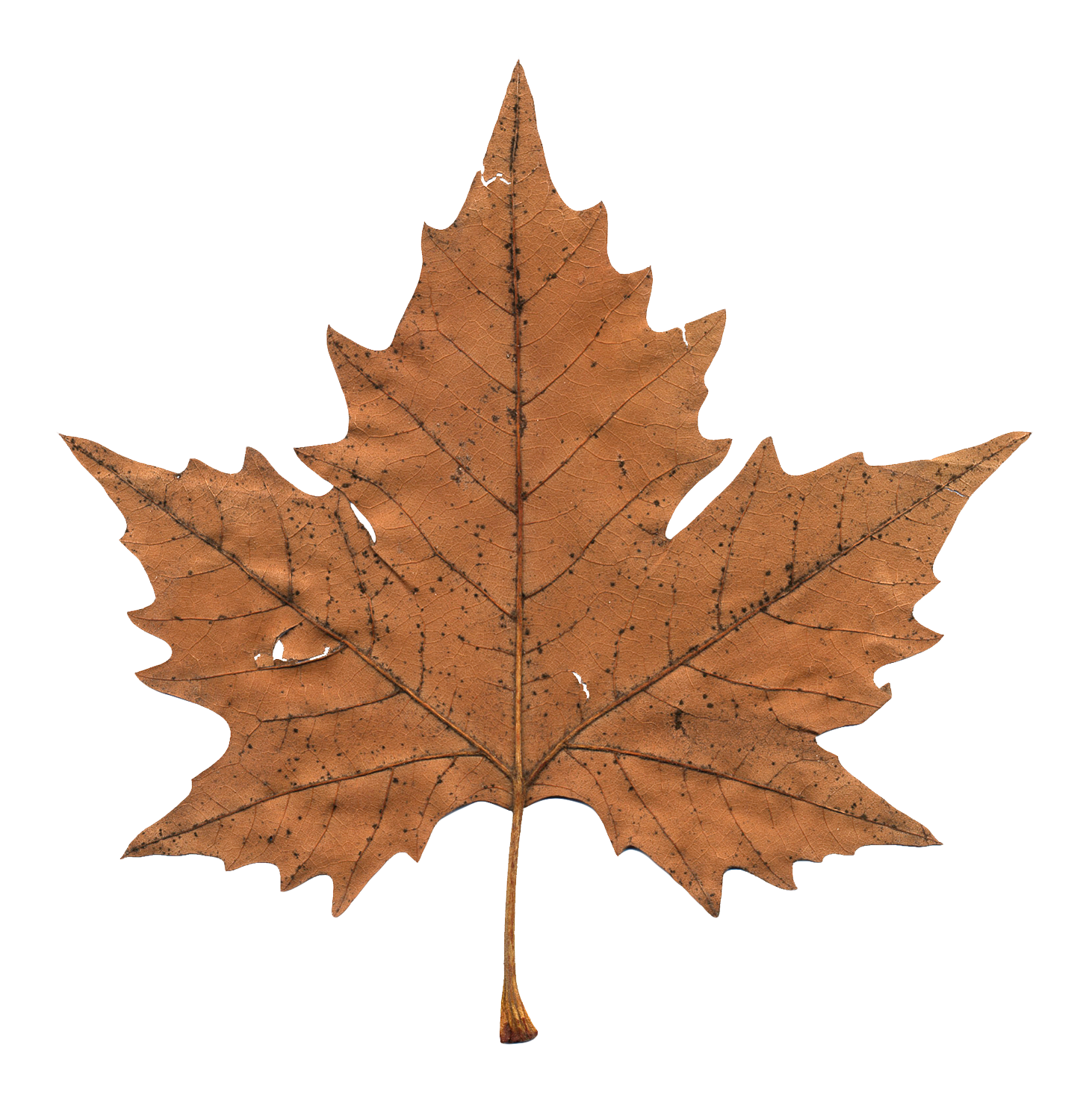 A Brown Leaf With Black Background