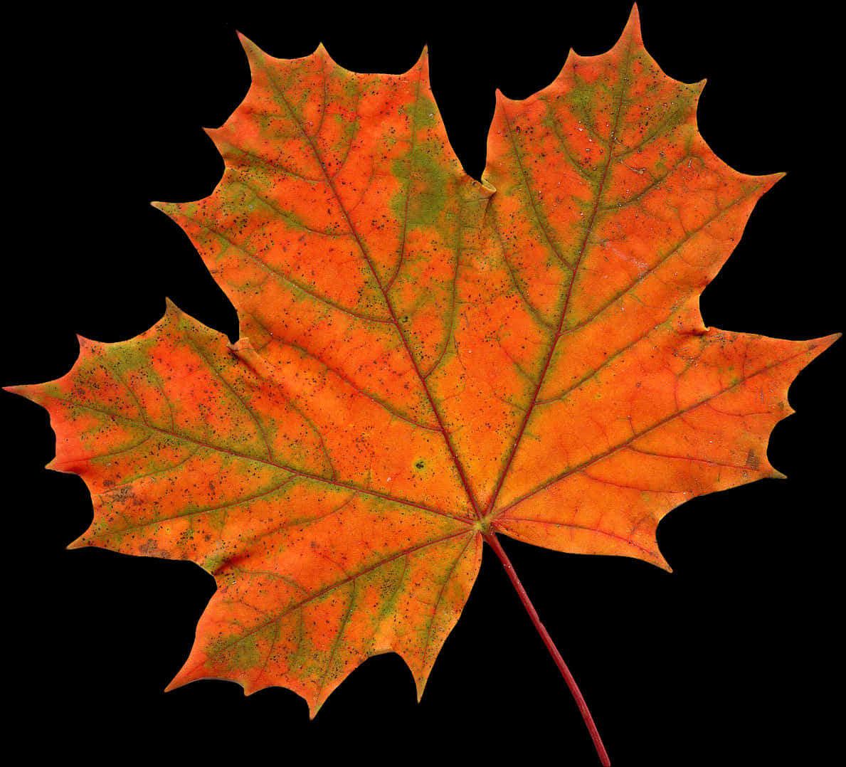 Maple Leaf Png Image - Transparent Background Leaf Clipart, Png Download